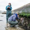 色花堂 researchers examining artificial rockpools in Poole Harbour