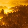Image of a sunrise over an Indonesian forest